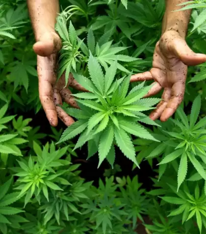 marihuana