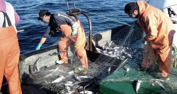 pesca