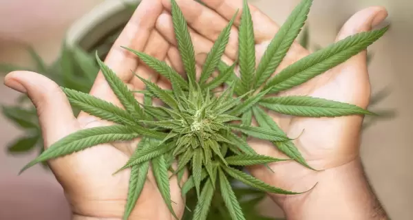 marihuana