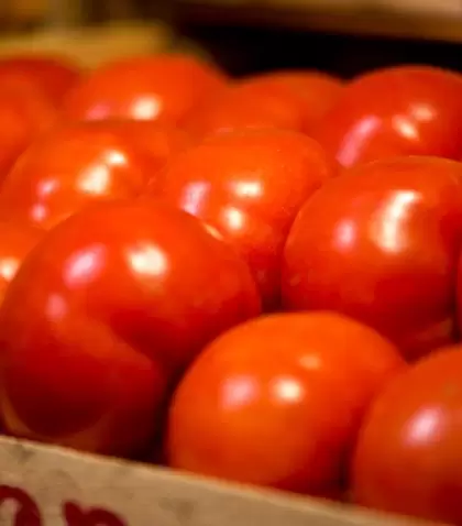 tomate_2