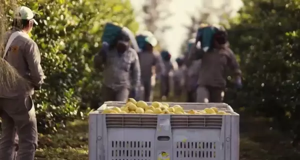 limoneros