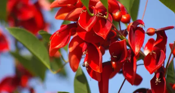 flor-del-ceibo