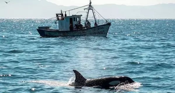 orca-y-barco-pesquero