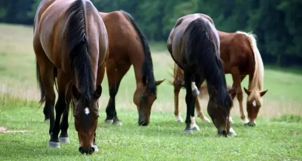 encefalitis-caballos