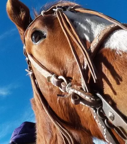 caballo_wiki