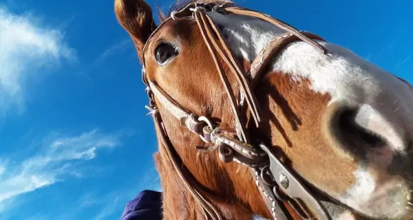 caballo_wiki