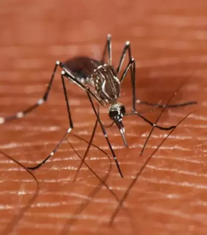 el-mosquito-transmisor-del-dengue-se-adapta-al-frio-de-buenos-aires-199101-3_1024