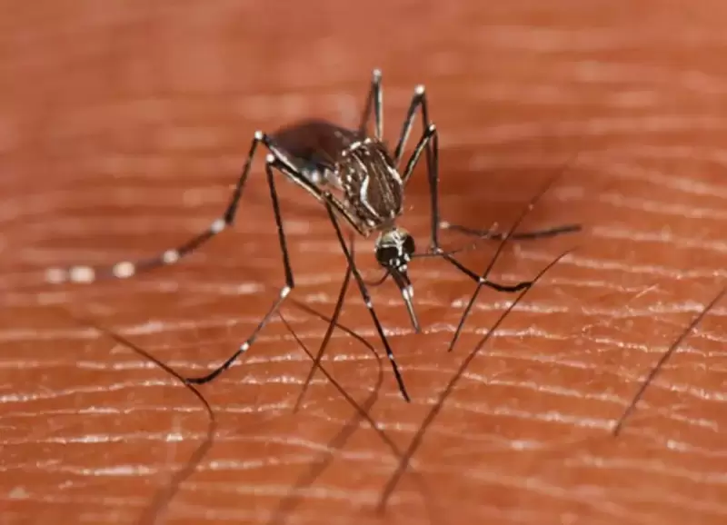 Mosquito del dengue.