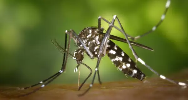 Distintos distritos lanzaron sus campa�as de vacunaci�n para combatir el dengue