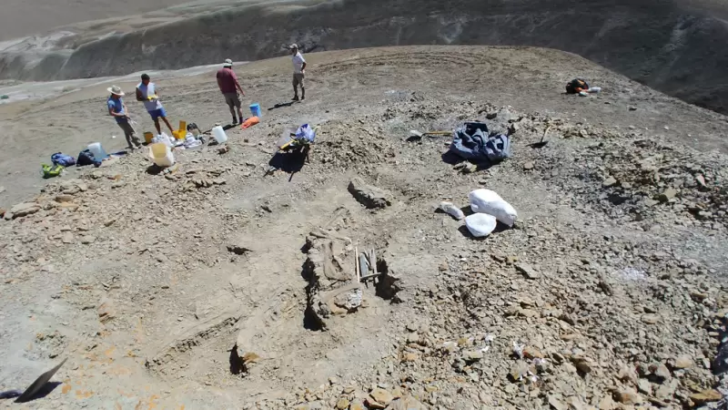 Los restos del nuevo titanosaurio, Titanomachya gimenezi, en la formacin de La Colonia, Chubut