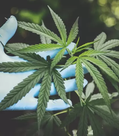El Gobierno modific� los requisitos de inscripci�n para el Reprocann, entre otras medidas vinculadas al cultivo de cannabis medicinal