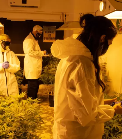 Mam� Cultiva, la ONG impulsora de la Ley de Cannabis Medicinal, cuestion� la nueva reglamentaci�n del Reproccan