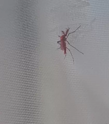 Los mosquitos rojos est�riles para combatir el dengue