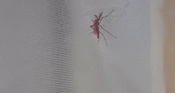 Los mosquitos rojos est�riles para combatir el dengue