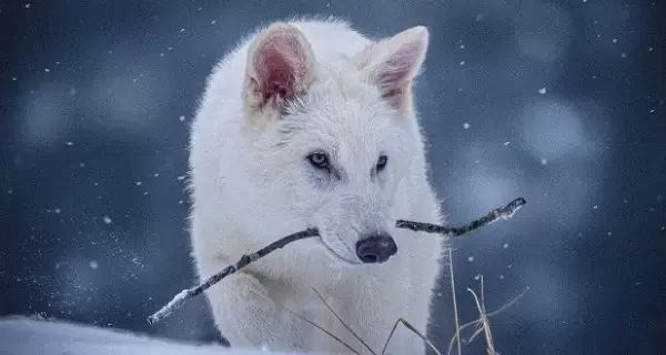 Lobo terrible.