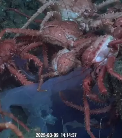 Streaming del Conicet: qu� animales aparecieron en las profundidades del mar.